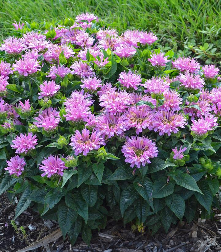 Monarda didyma Pardon My Lavender