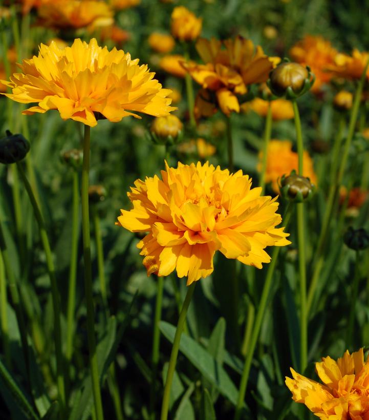 Coreopsis grandiflora 'Early Sunrise'