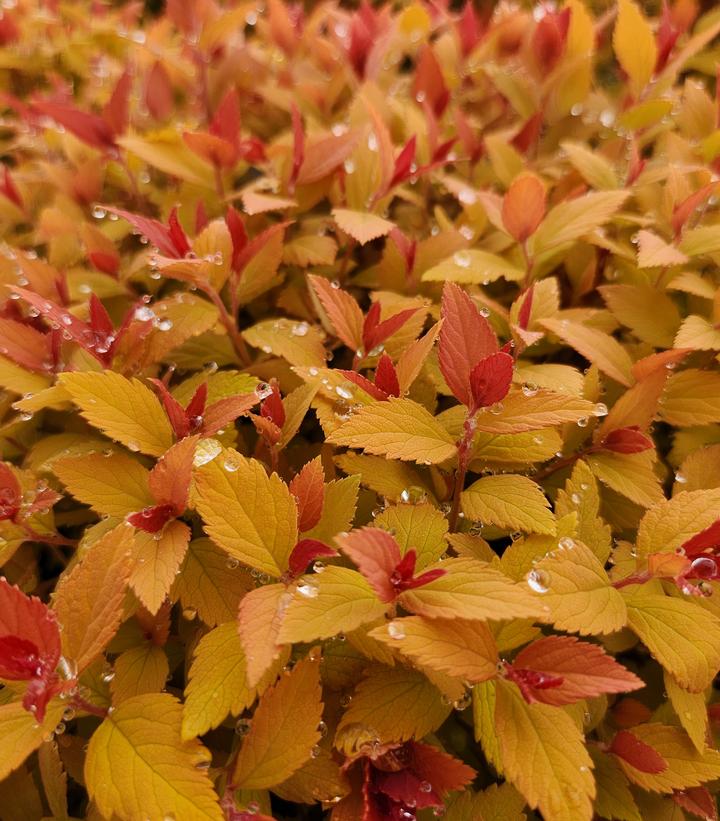 Spiraea japonica Double Play® Candy Corn®