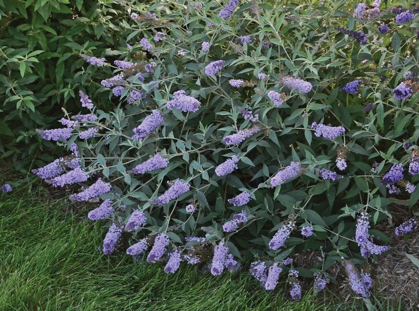Buddleia davidii Monarch® 'Glass Slippers'