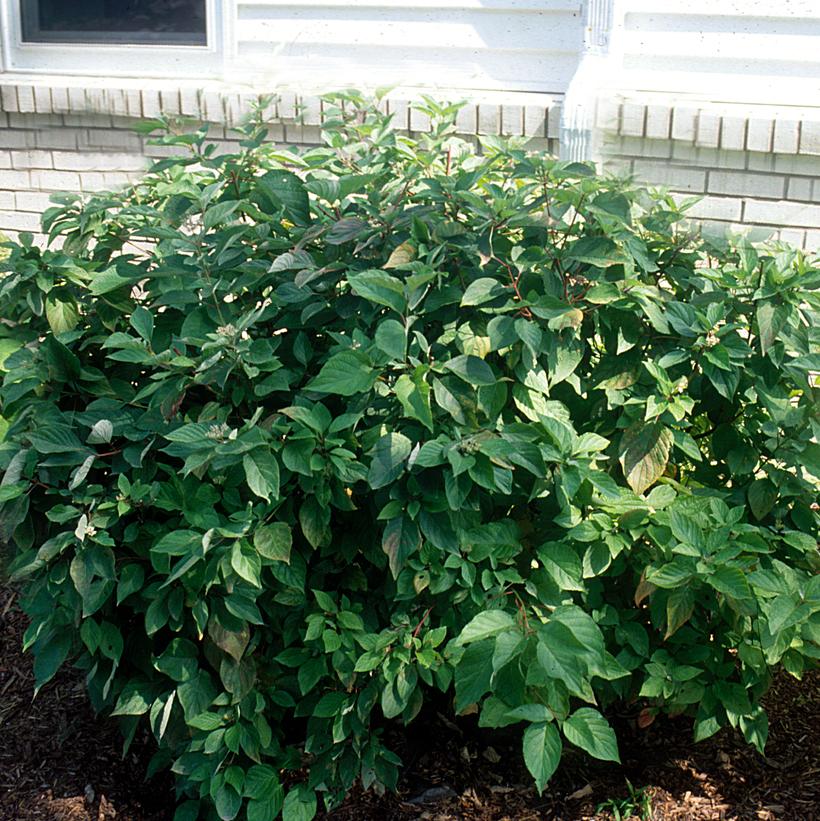 Cornus amomum