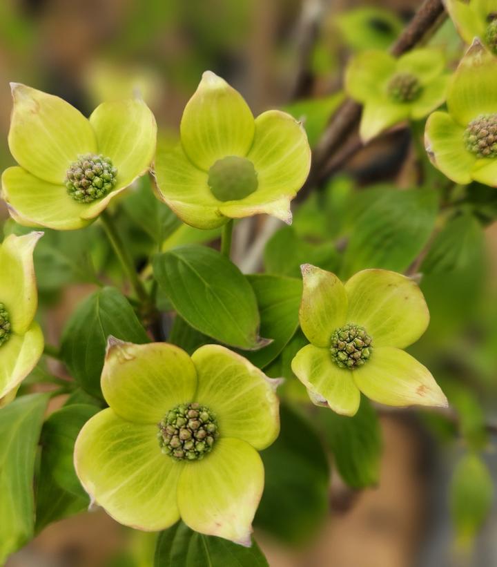 Cornus X Celestial®