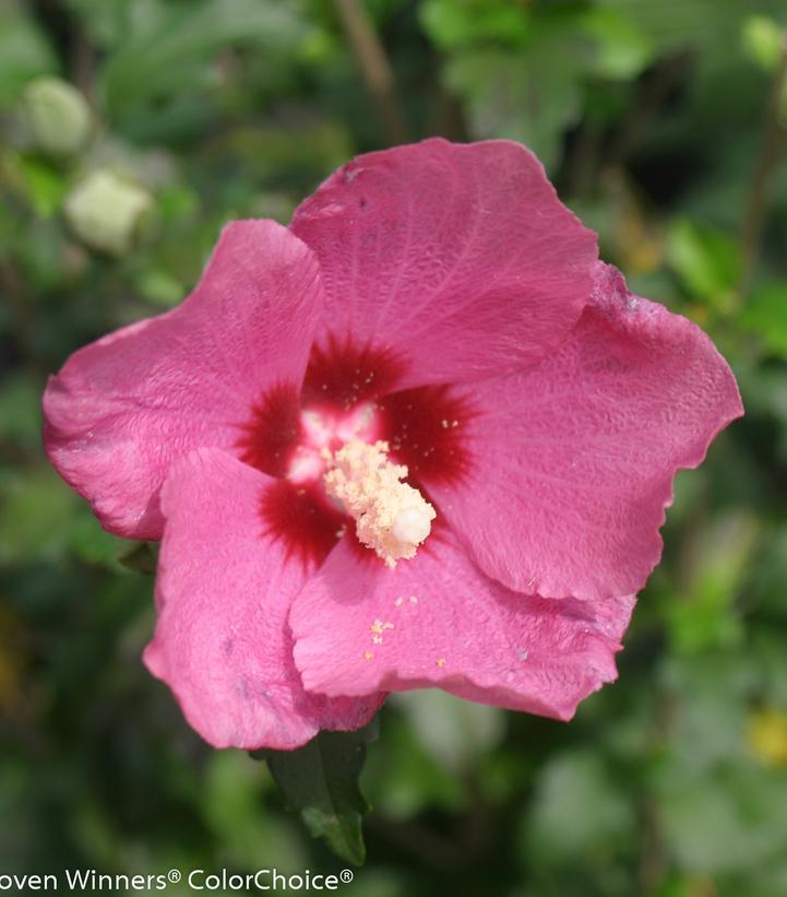 Hibiscus syriacus Lil' Kim® Red