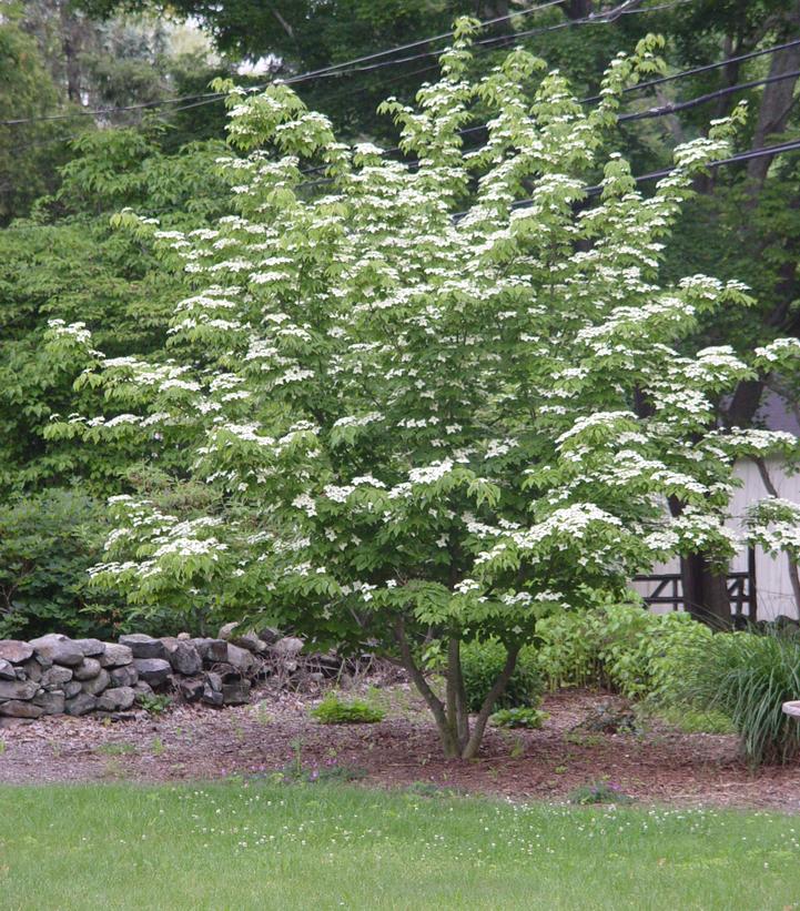 Cornus kousa