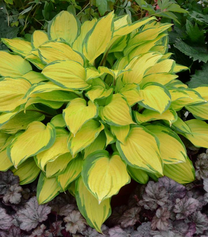 Hosta x 'Island Breeze'