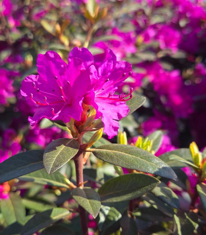 Rhododendron x 'PJM Elite Star'
