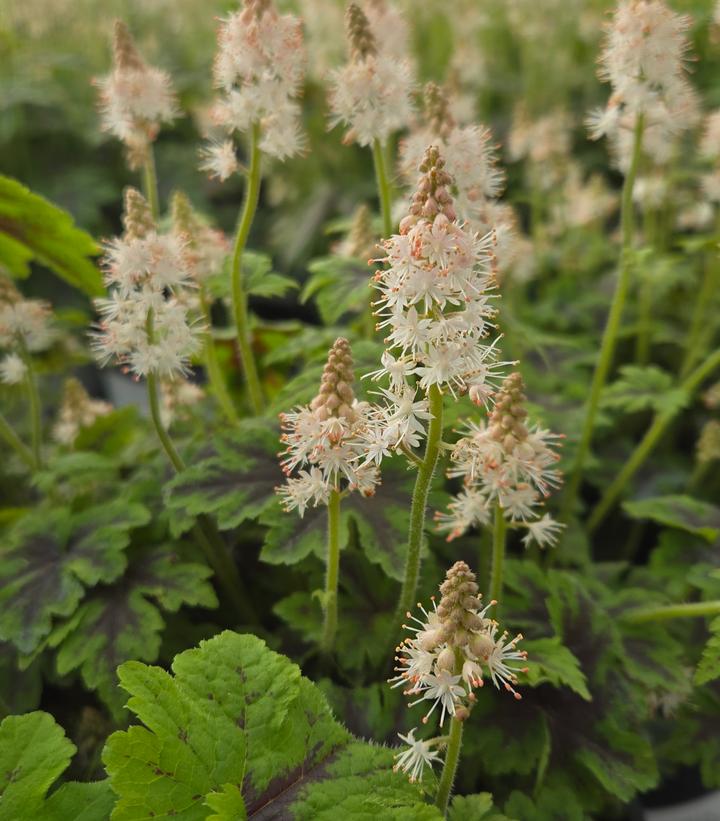 Tiarella 'Fingerpaint'