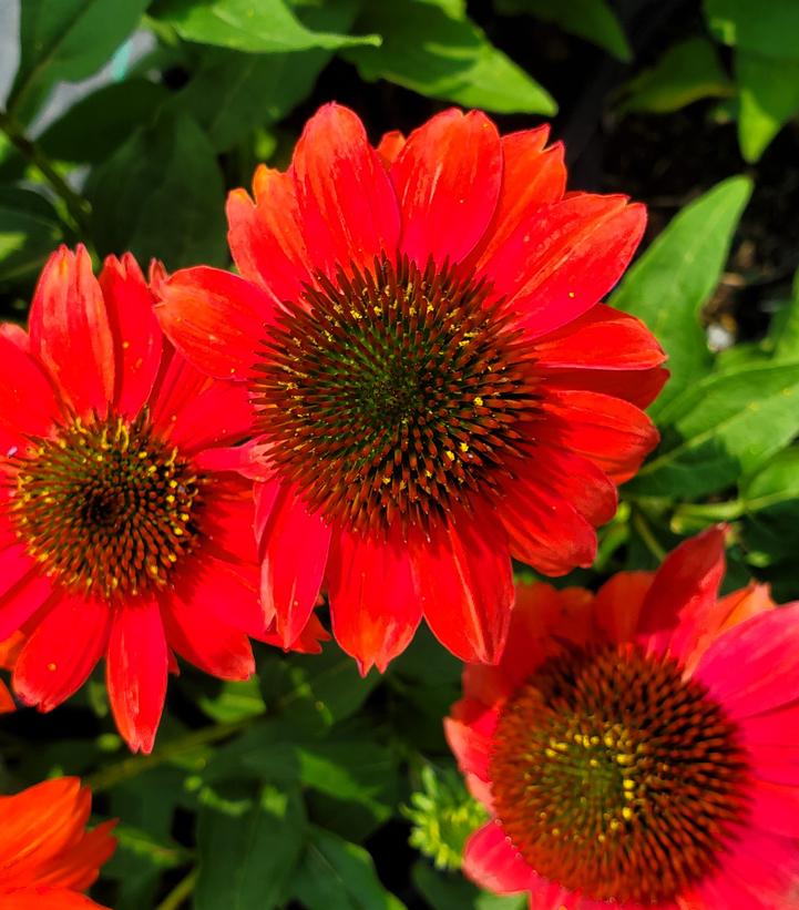 Echinacea x SUMMERSONG™ Firefinch™