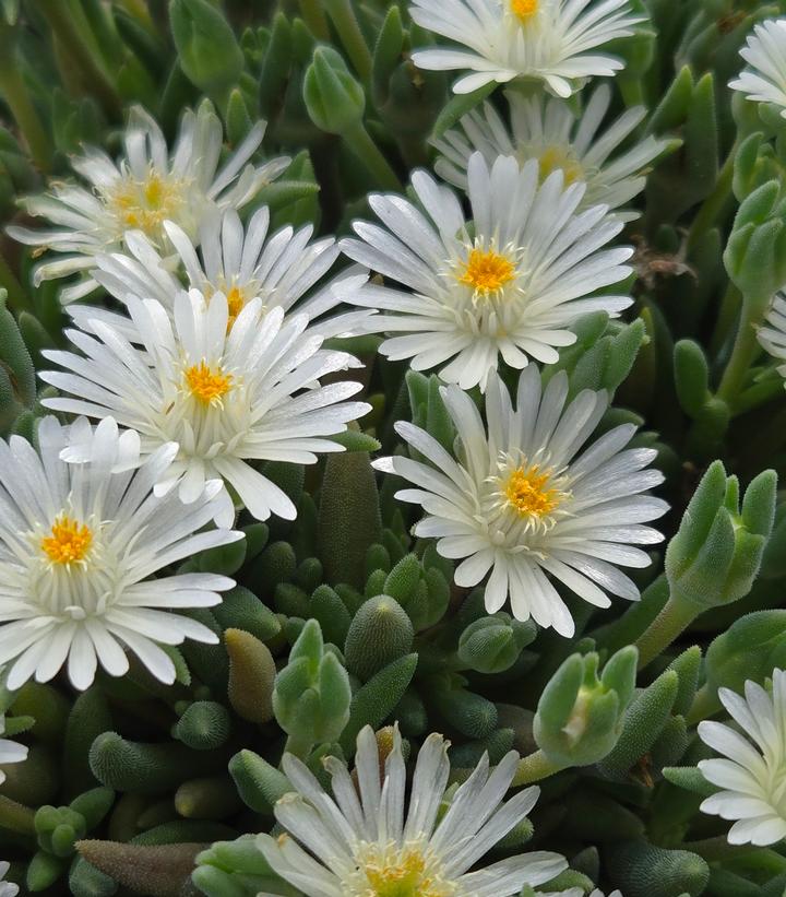 Delosperma cooperi Jewel of the Desert® Moonstone