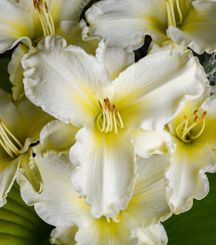 Hemerocallis 'Sunday Gloves'