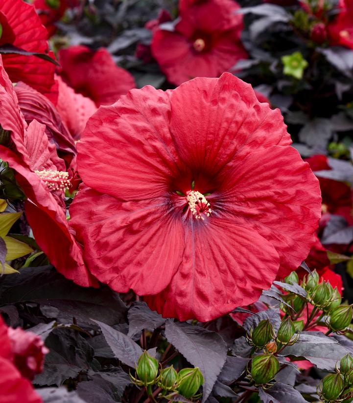 Hibiscus x Summerific® Holy Grail