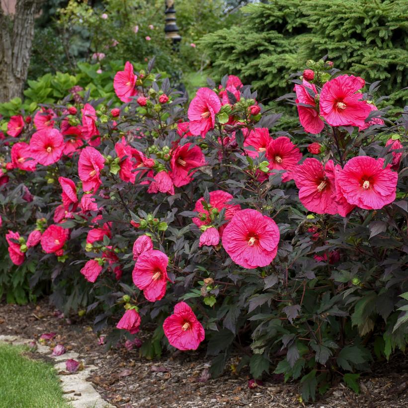 Hibiscus x Summerific® Evening Rose