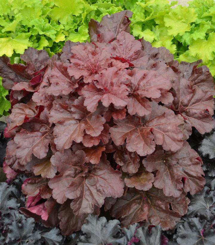 Heuchera hybrid Primo™ Primo™ 'Mahogany Monster'