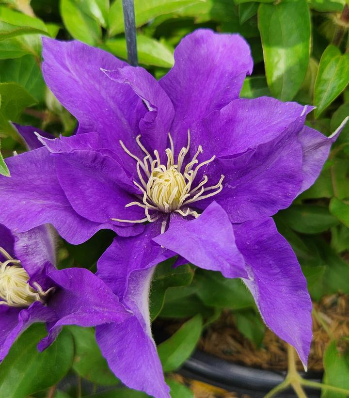 Clematis x Boulevard® Olympia™