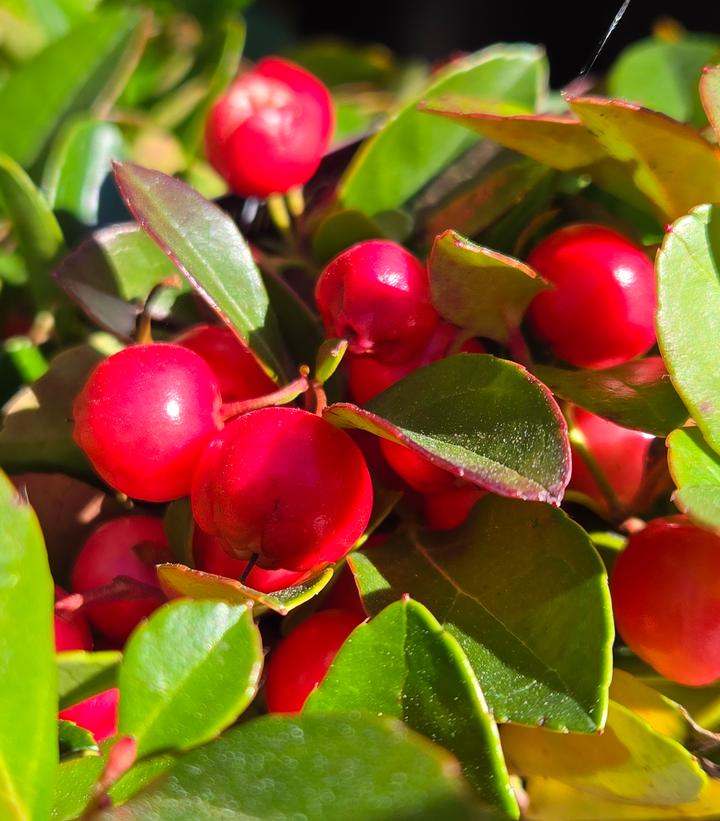 Gaultheria procumbens