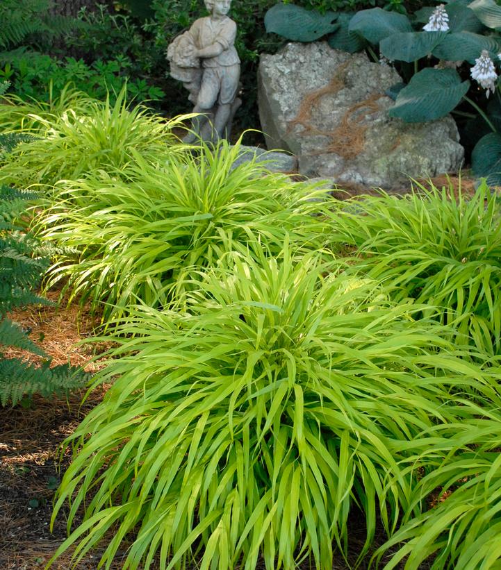 Hakonechloa macra 'All Gold'