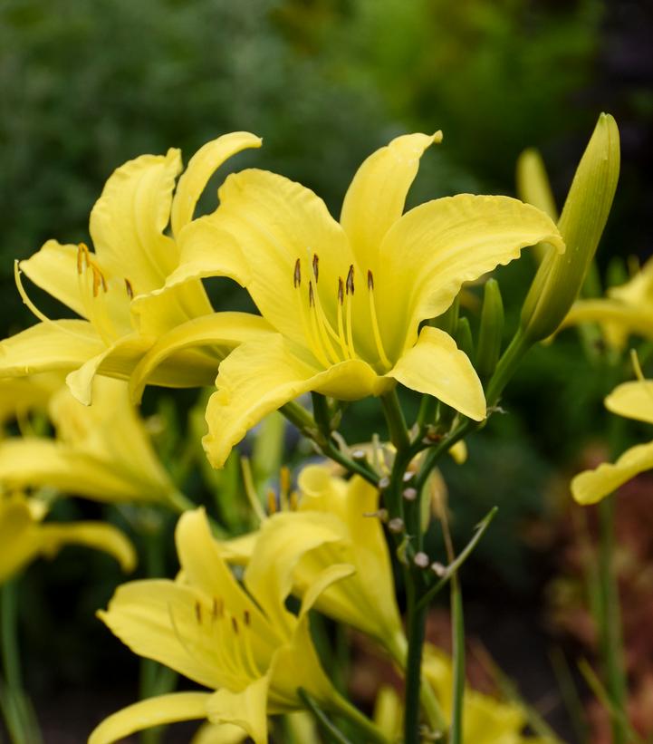Hemerocallis Hyperion-Yellow