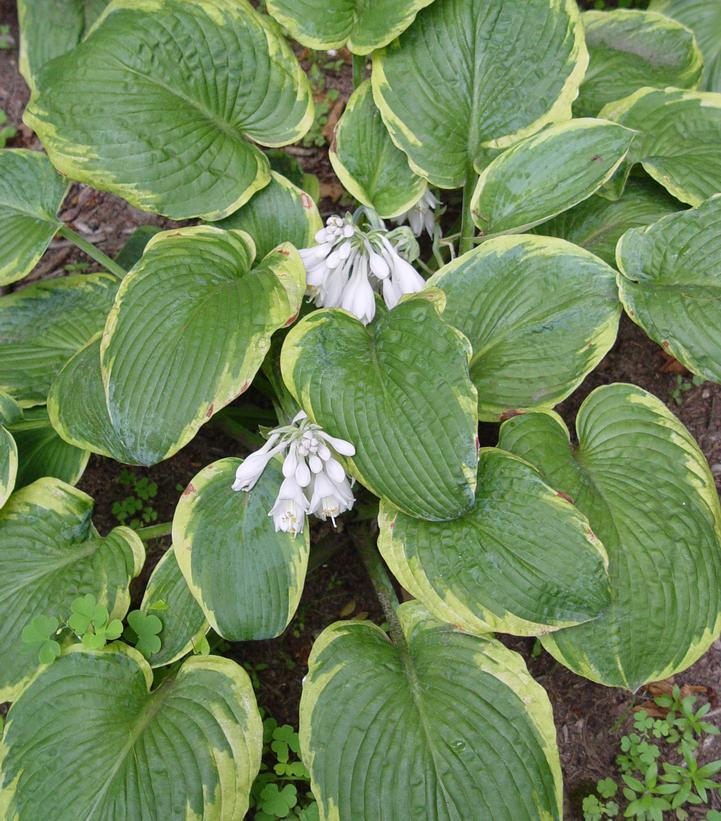 Hosta 'Frances Williams'