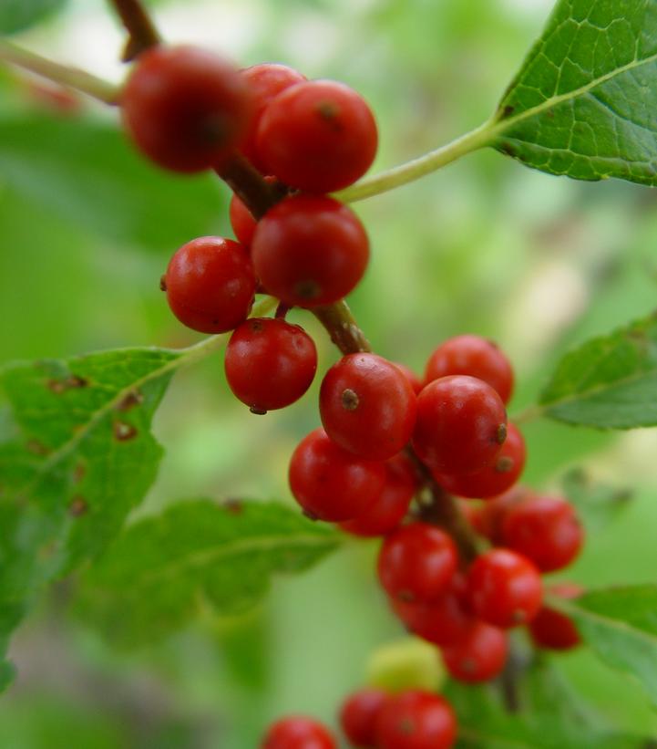 Ilex verticillata 'Winter Red'