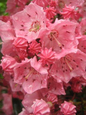 Kalmia latifolia Pink Charm