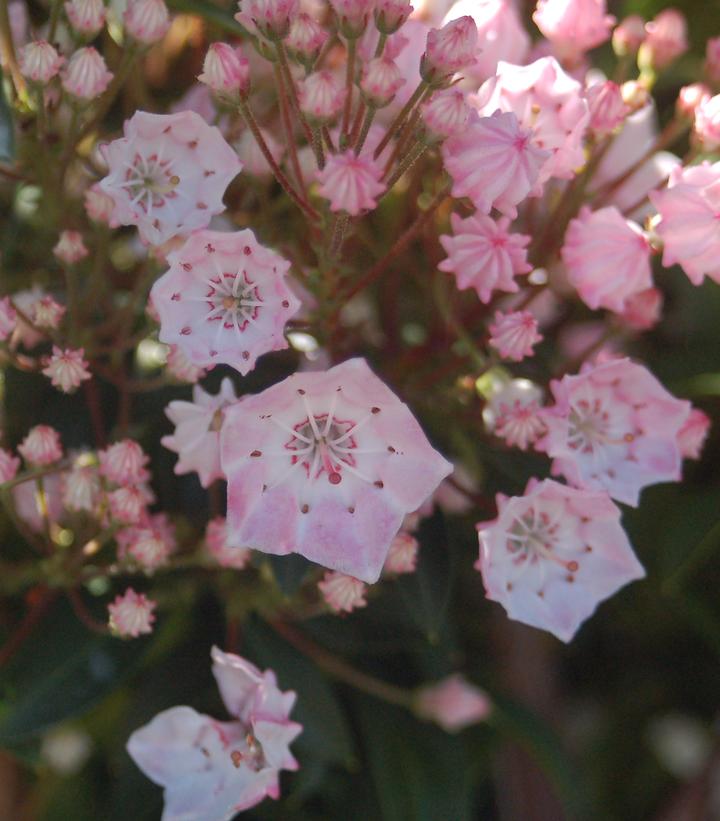 Kalmia latifolia 'Tinkerbell'