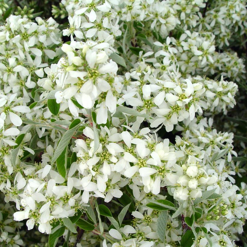Amelanchier canadensis