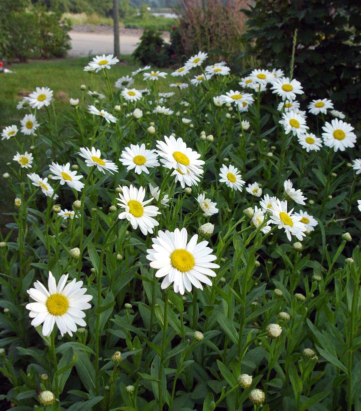 Leucanthemum x superbum 'Becky'