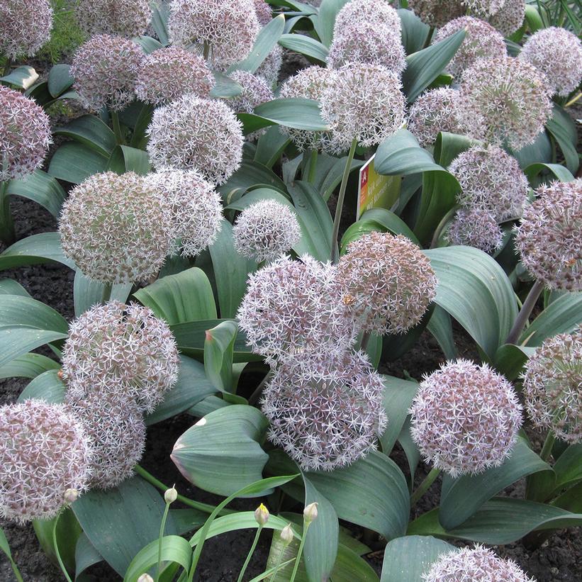 Allium karataviense