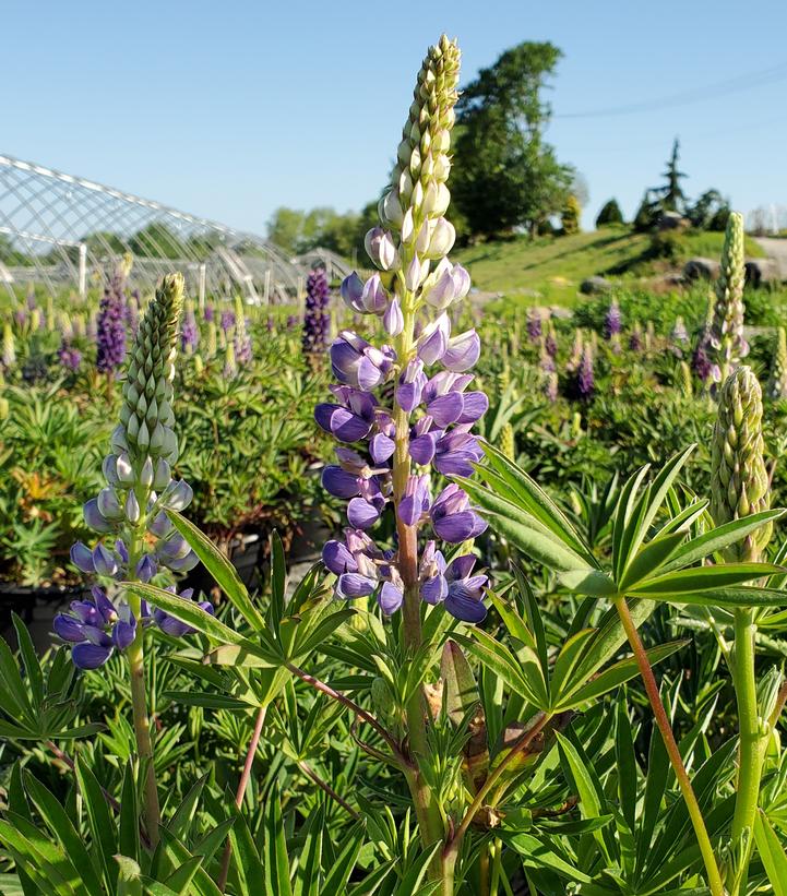 Lupinus polyphyllus 'Gallery Blue'