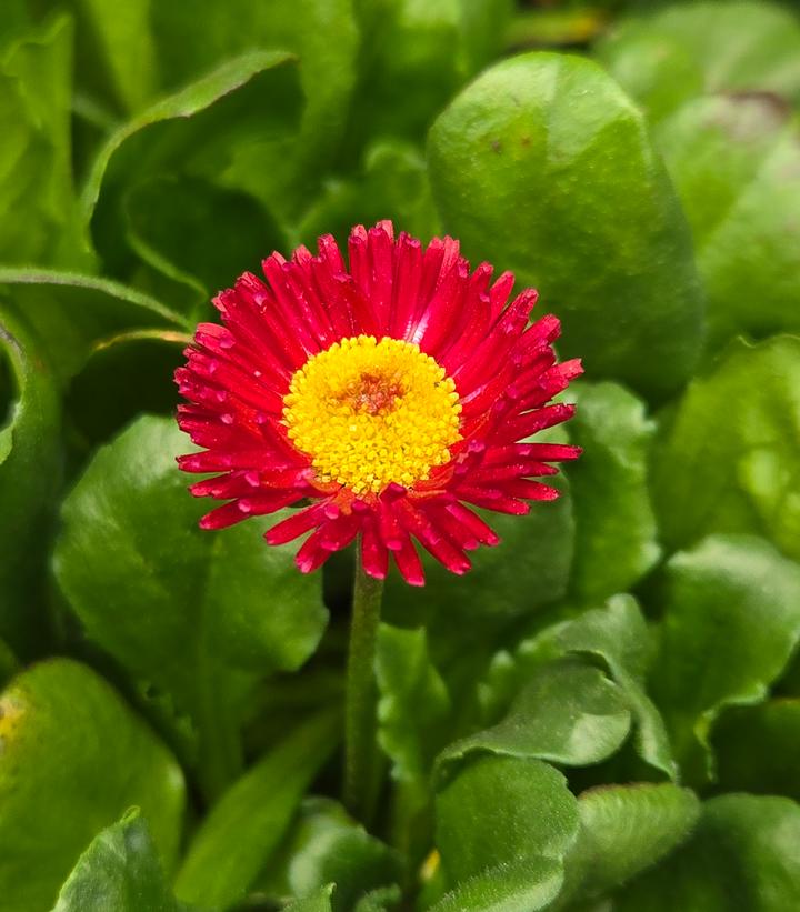 Bellis perennis Bellissima™ Red