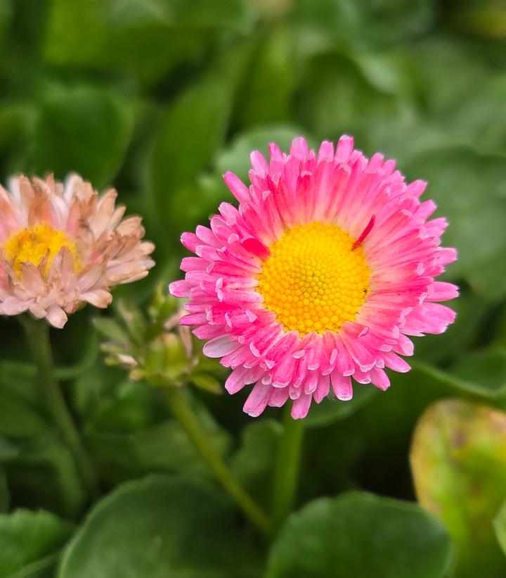 Bellis perennis Bellissima™ Rose