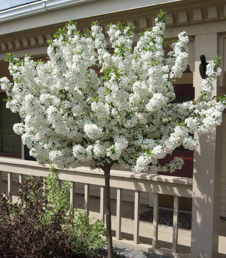 Malus x LOLLIPOP®