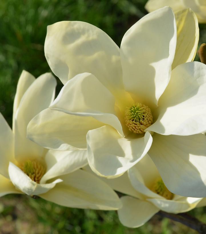 Magnolia 'Elizabeth'