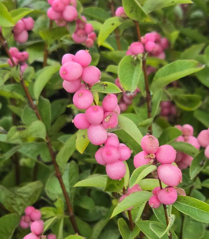 Symphoricarpos doornbosii Pinky Promise®
