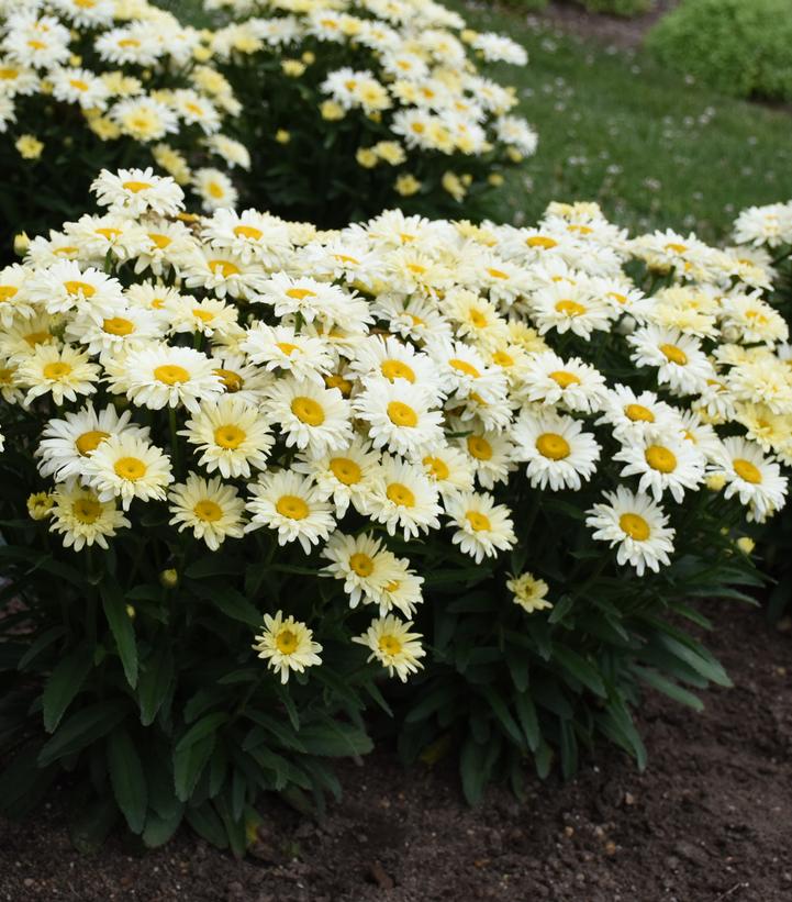Leucanthemum superbum Amazing Daisies® 'Banana Cream II'