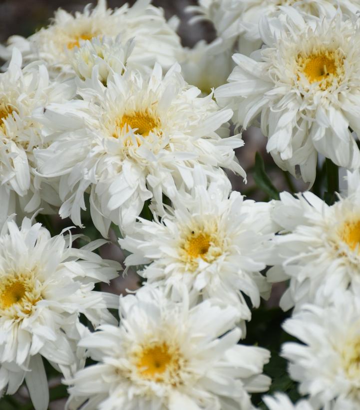 Leucanthemum superbum Amazing Daisies® 'Marshmallow'