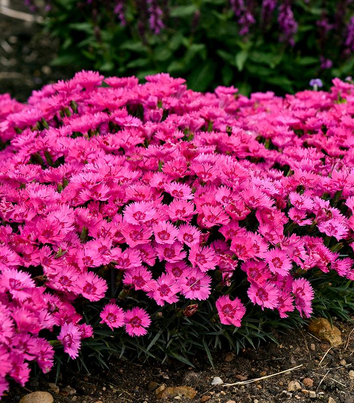 Dianthus hybrid 'Paint the Town Fancy'