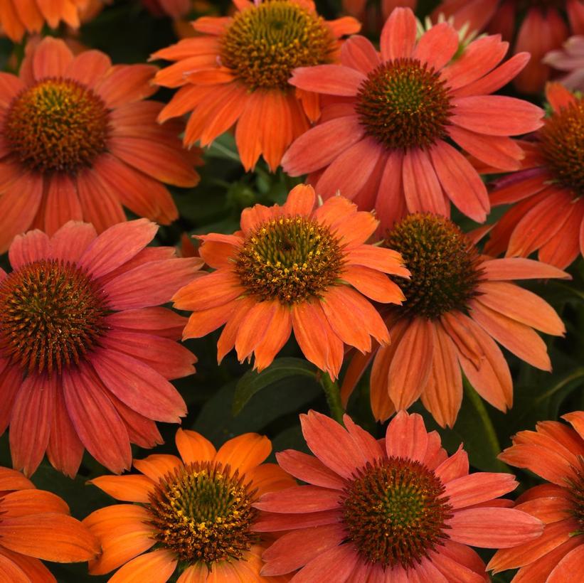 Echinacea x Artisan™ Red Ombre