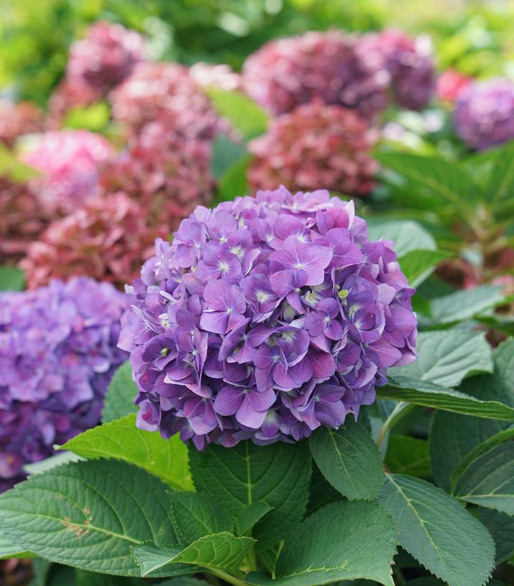 Hydrangea macrophylla Let's Dance ¡Arriba!®