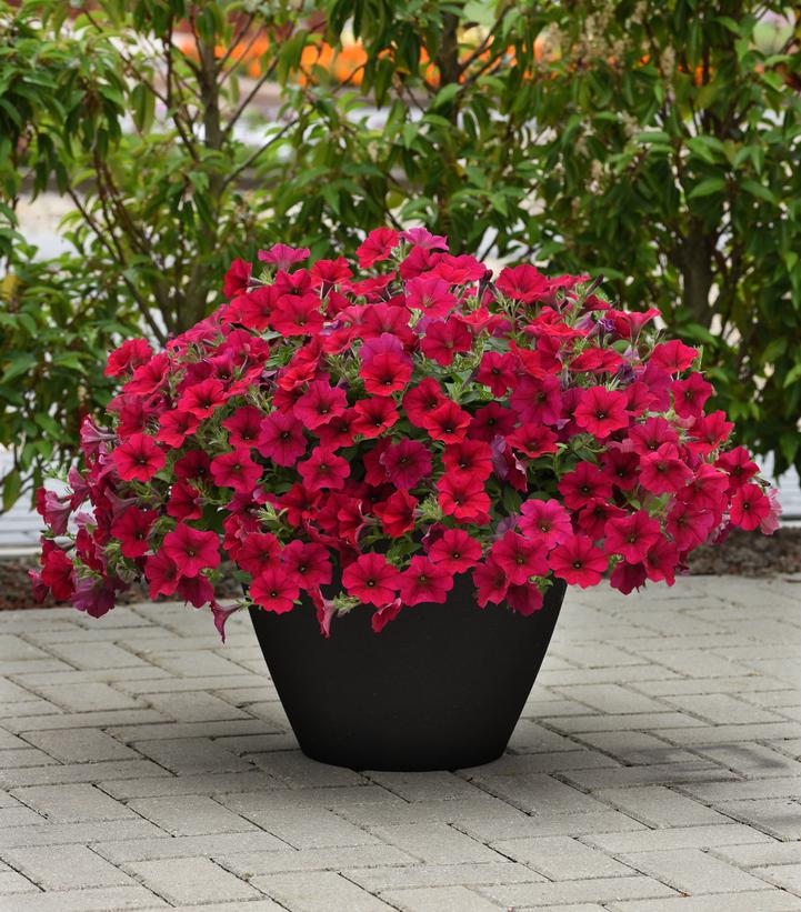 Petunia Wave®