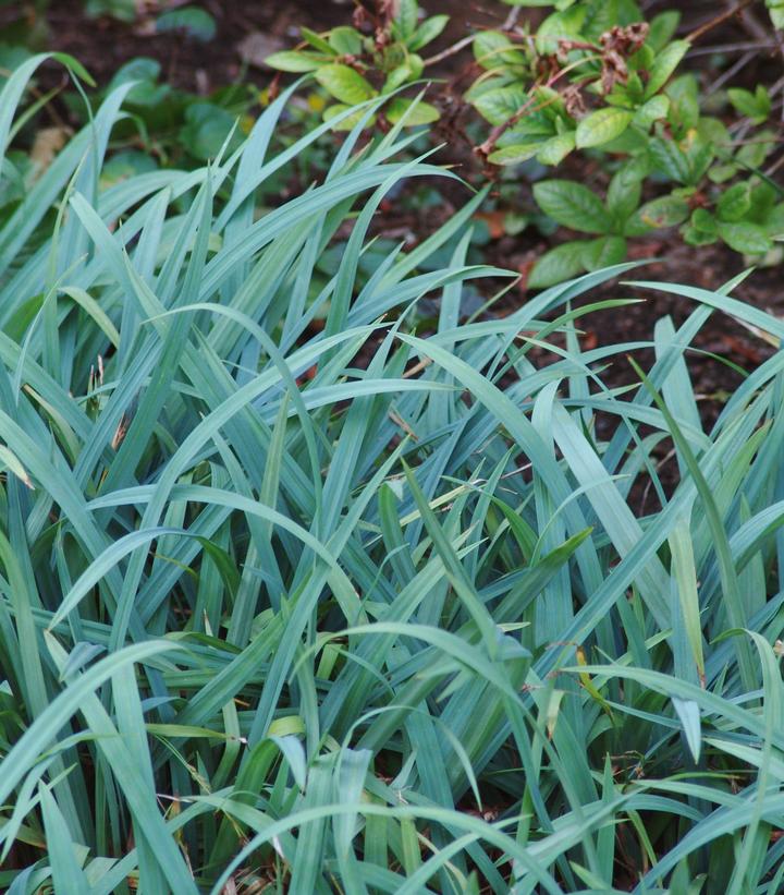 Carex flaccosperma