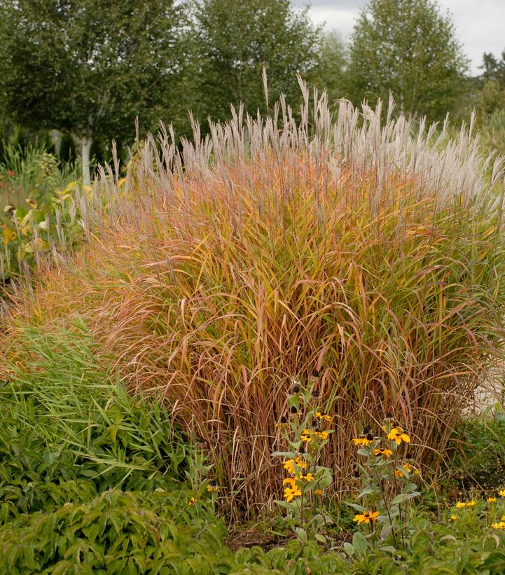 Miscanthus sinensis 'Purpurascens'