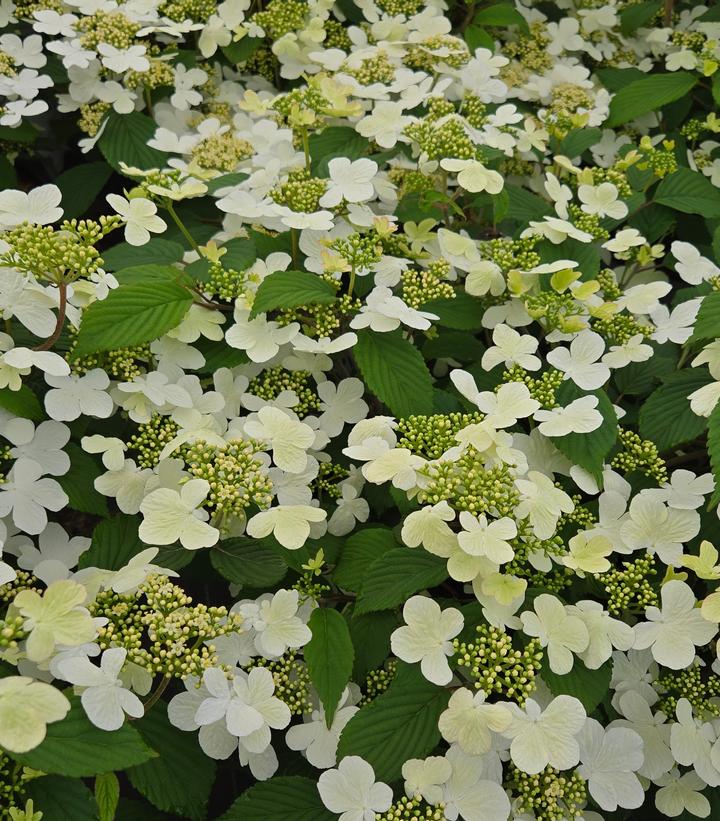 Viburnum plicatum var. tomentosum Steady Eddy®