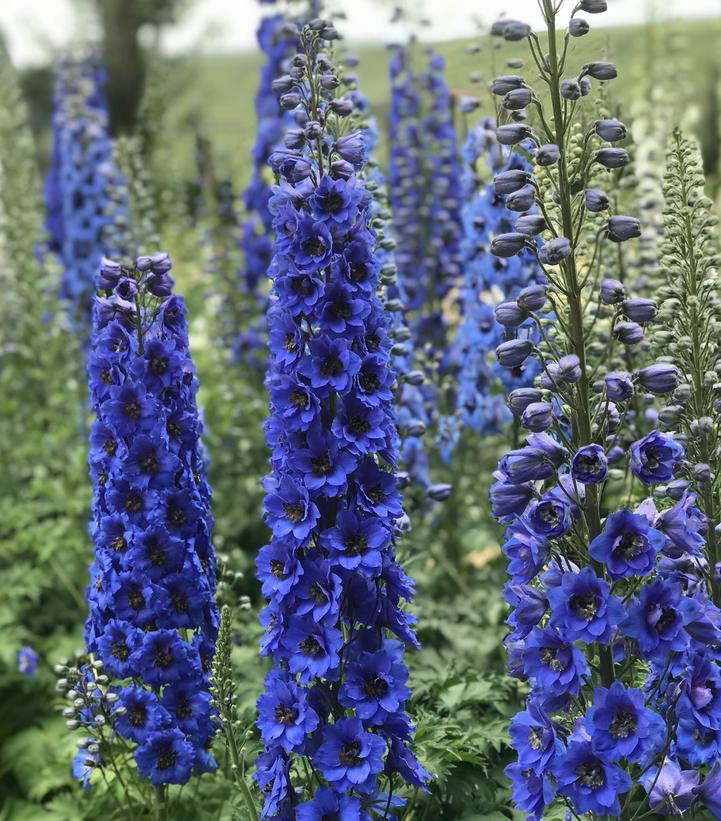 Delphinium x New Millennium™ 'Blue Buccaneers'