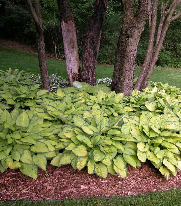 Hosta 'Gold Standard'