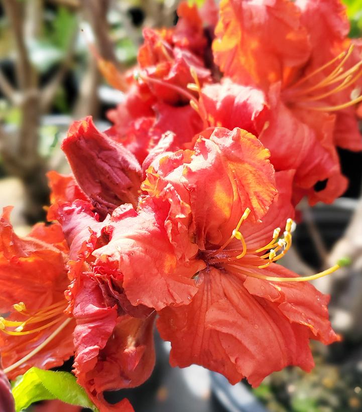 Azalea x 'Red Demon'