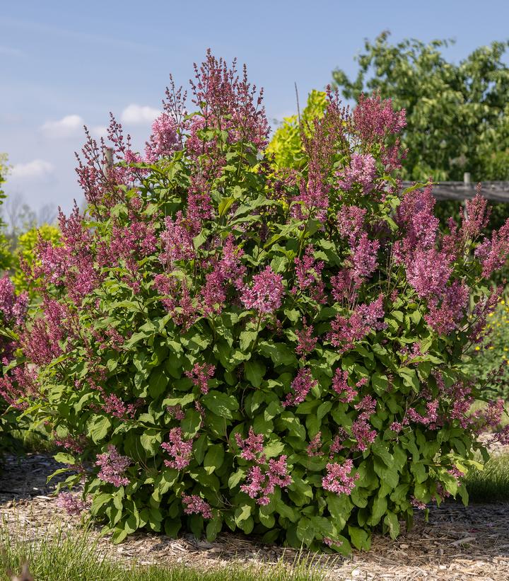 Syringa prestoniae Pinktini™