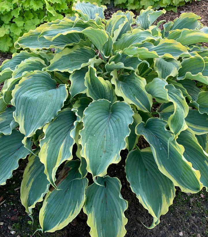 Hosta hybrid Shadowland® 'Voices in the Wind'