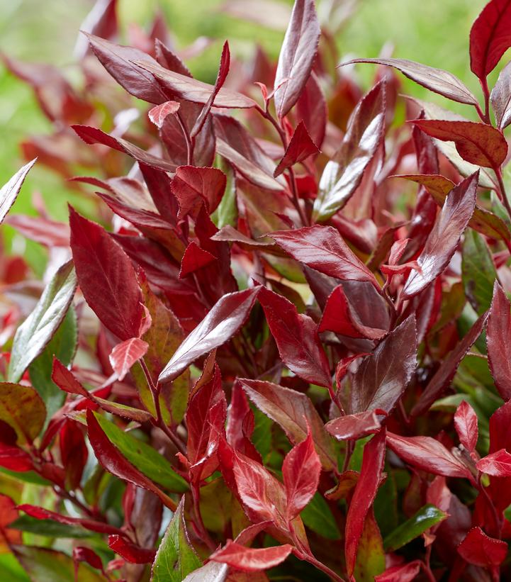 Leucothoe fontanesiana Leafscape™ 'Little Flames'
