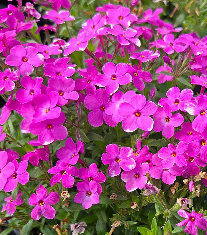 Phlox x Woodlander Pink